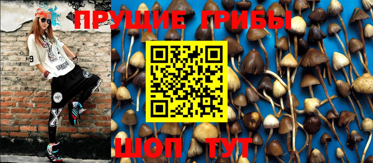 Черняховск  Псилоцибиновые грибы GOLDEN TEACHER  Вход с VPN  Псилоцибиновые грибы мицелий 