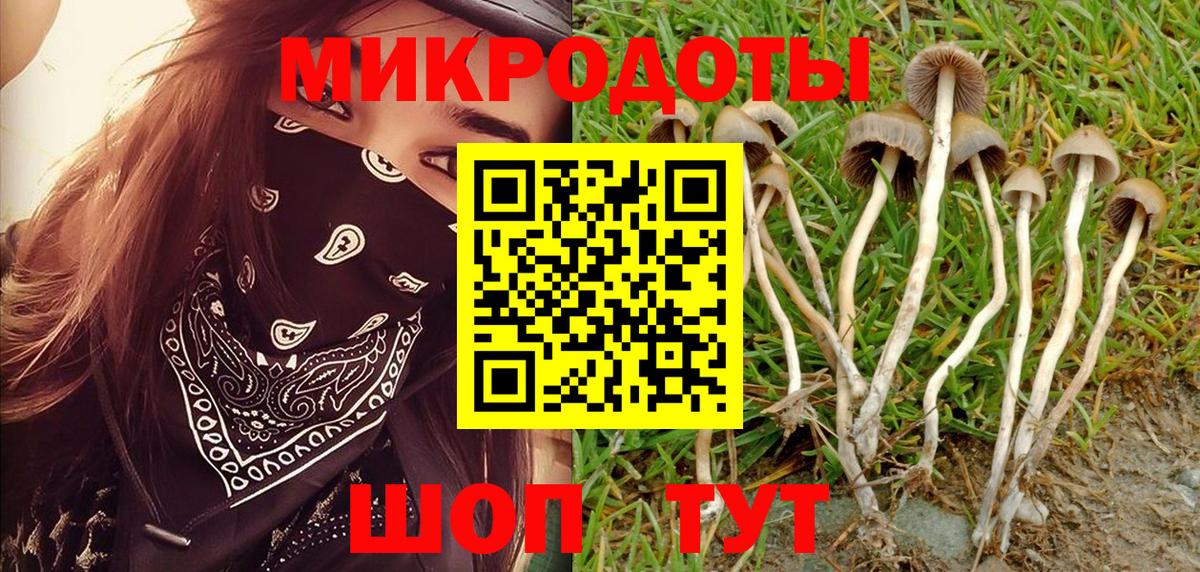 Псилоцибиновые грибы Psilocybine cubensis Черняховск